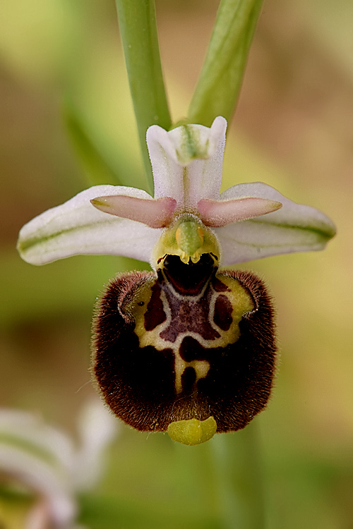 Variabilit di Ophrys fuciflora